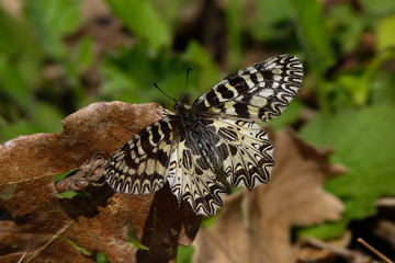 farfalla Polissena (Zerynthia polyxena) in primo piano ad ali aperte