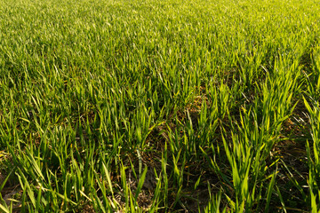 Sunny field of bright green fresh plants. Ecological agriculture concept. Real is beautiful