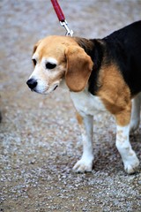 beagle on a green background