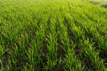 Sunny field of bright green fresh plants. Ecological agriculture concept. Real is beautiful