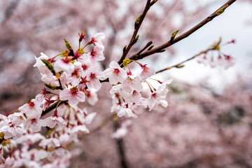 Kyoto, Japan wet cherry blossom sakura tree branch in spring with blooming flowers in garden and bokeh blurry background with rain water drops