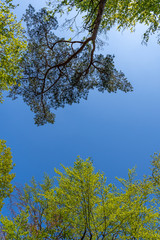 Blick in den Himmel im Wald
