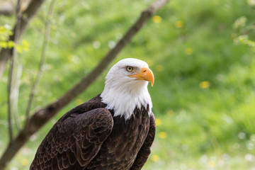 Elegant wild bald eagle flying experience