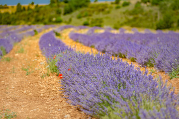 Lavender field in the summer. Flowers in the lavender fields in the Provence mountains