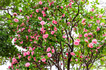 Camellia japonica Japanese pink flowers on tree in Japan in spring in Sumida park and many colorful...