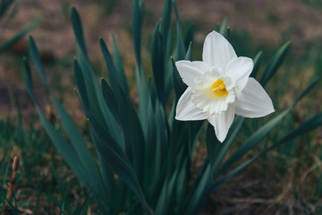 White flower of narcissus against the background of green grass