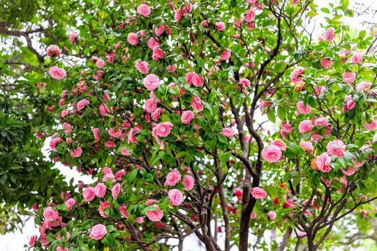 Camellia japonica Japanese pink flowers on tree in Japan in spring in Sumida park and many colorful blooms