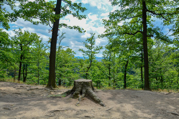 Beautiful view of Old Tree Stump in the summer forest