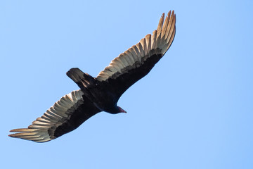 Flying turkey vulture (Cathartes aura) on a blue sky background, California