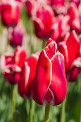 Fototapeta premium Blossom spring nature outdoor sunny day