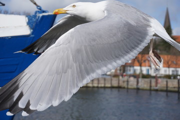 Möwe 102