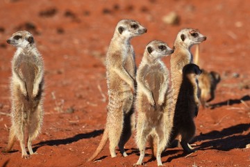 wachsame Erdmännchenfamilie (suricata suricatta) in der Kalahari in Namibia
