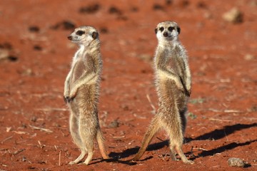 wachsame Erdmännchenfamilie (suricata suricatta) in der Kalahari in Namibia