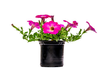 Petunia with pink flowers in a pot on a white background