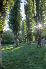 parco con alberi e raggi di sole, park with trees and sunbeams