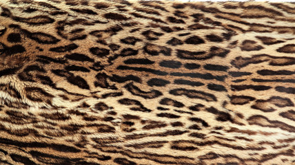 Close-up view of the skin of a leopard.