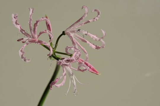 A close-up of beautiful pink nerine flowers, white background