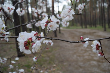 The view through the white flowers of the pine forest in summer.