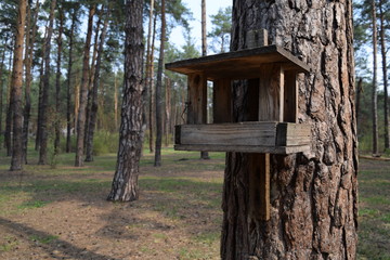 Wooden house for birds on a pine tree in the forest.