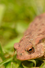 Common Garden Toad (Bufo Bufo) Eye detail