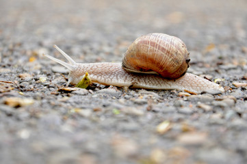 crawling snail in his house