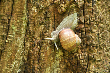 crawling snail on a tree in his house