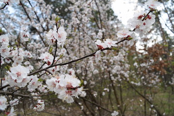 Many white flowers in the forest. spring nature.