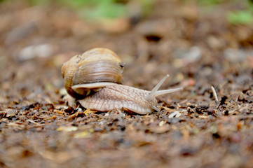 crawling snail in his house
