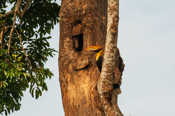 female Great Hornbill at the nest.