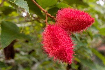 A close up of two very bright red spiky exotic flowers that look like thistles