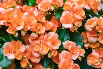 Orange Begonias