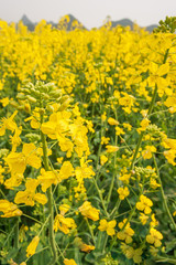 Blooming Mustard flowers field.