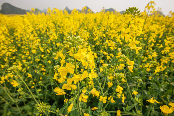 Blooming Mustard flowers field.