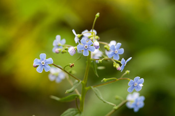 beautiful flowers of my garden in spring