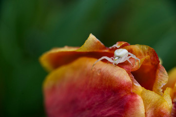beautiful flowers of my garden in spring