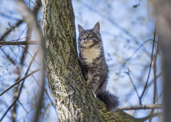 Obraz premium low angle view of young blue tabby maine coon cat on a tree observing the area