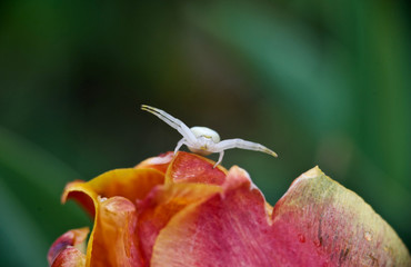beautiful flowers of my garden in spring