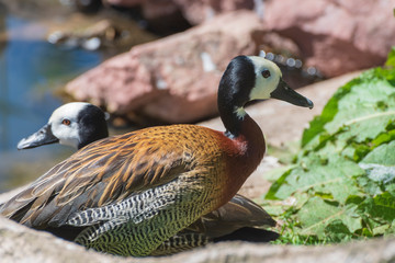 White-faced whistling duck, Dendrocygna viduata, noisy birds with a clear three-note whistling call. Close up. Side view. Nature landscape. Birds watching