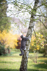 young blue tabby maine coon cat climbing up a birch tree in the back yard looking up to the top