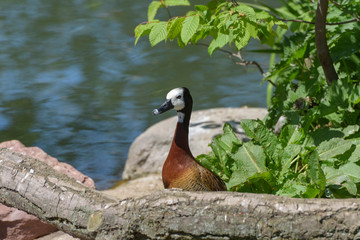 White-faced whistling duck, Dendrocygna viduata, noisy bird with a clear three-note whistling call at the lake