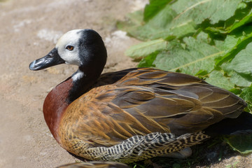 White-faced whistling duck, Dendrocygna viduata, noisy bird with a clear three-note whistling call