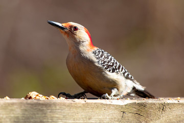 Fauna Avian Colourful Colorful Bird Birds Red Bellied Woodpecker