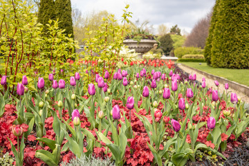 Tulips in Regent's Park in London, England, UK.