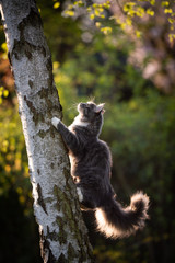 young blue tabby maine coon cat climbing up a birch tree in the garden looking up to the top