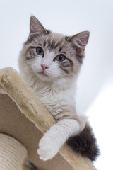 Cute pet Ragdoll cat. White, brown and black fur. Blue eyes. Lazy cat. Cat in the apartment.