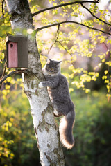 young playful blue tabby maine coon cat climbing up a birch tree with bird house attached to it on a sunny day
