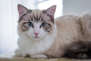 Fototapeta na wymiar Cute pet Ragdoll cat. White, brown and black fur. Blue eyes. Lazy cat. Cat in the apartment.