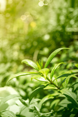Fototapeta premium Green nature background