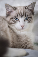 Obraz na płótnie Canvas Cute pet Ragdoll cat. White, brown and black fur. Blue eyes. Lazy cat. Cat in the apartment.