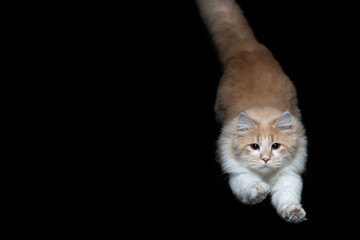 young fawn maine coon cat about to land from jump in the air on black background at night